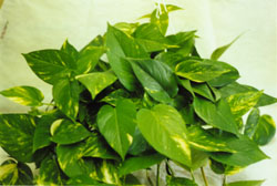 Pothos plant