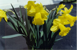 Daffodil plant