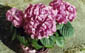 Hydrangea plant