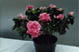 Azalea plant