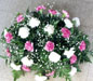 Carnation spray